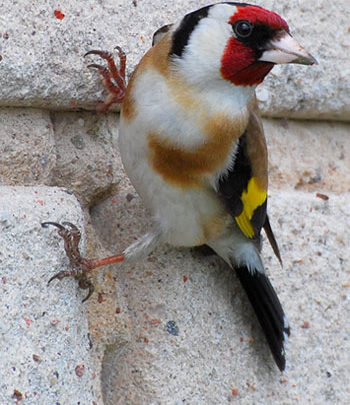 سجى وعصفورة الثلج