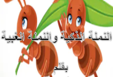 النملة الذكية وأختها الغبية